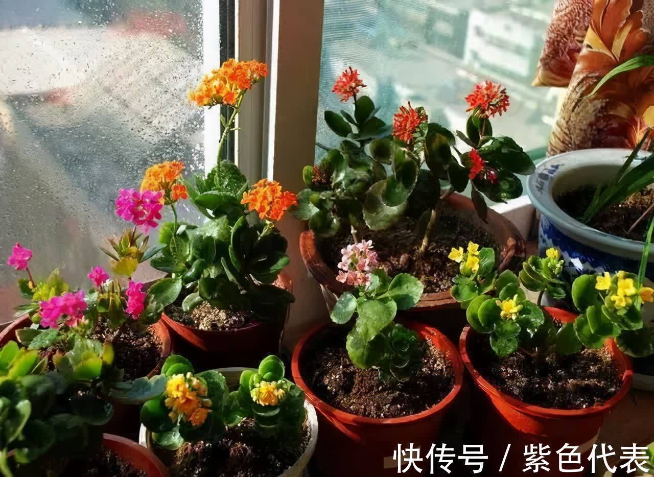长寿花|立秋后，3种花要及时“翻盆”，不然影响“生长”和开花