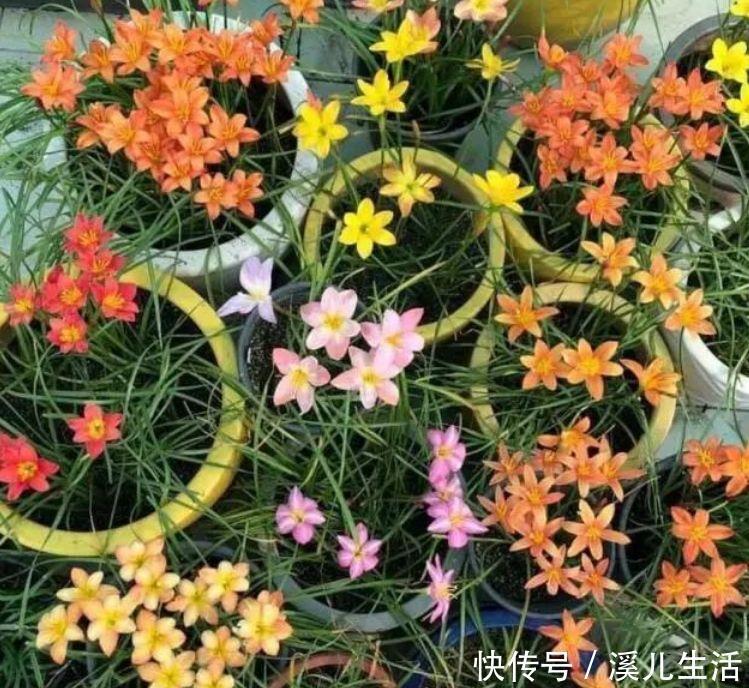 牵牛花|4种花赶快养起来,一年四季成“花海”,高雅艳丽,美不胜收!
