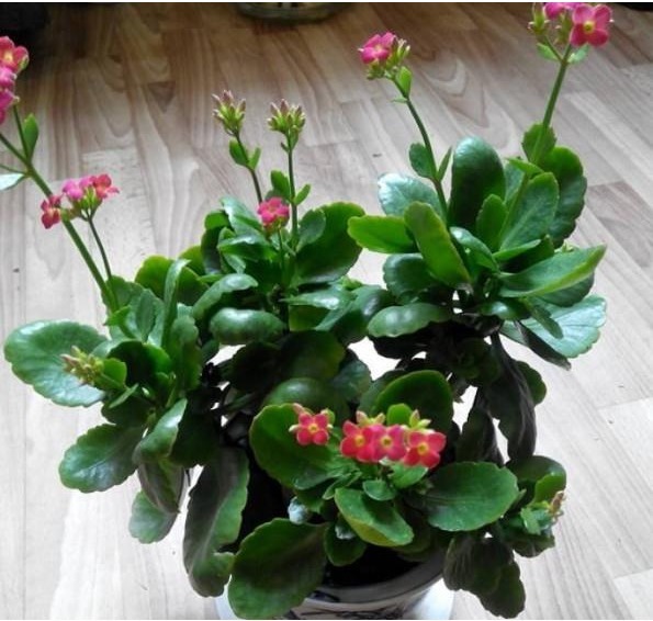 养长寿花巧用的几个小妙招,长寿花轻松爆盆,羡煞旁人