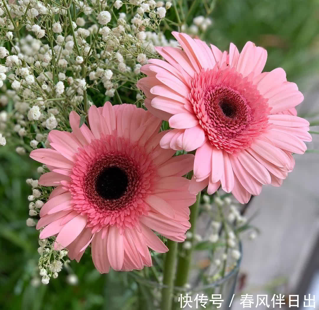 3种植物简约、大气，养在家里可以“净化空气”，第3种开花漂亮