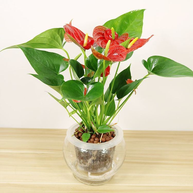 4种招财花，养一盆在家里，天天不缺钱花，好运连连来！