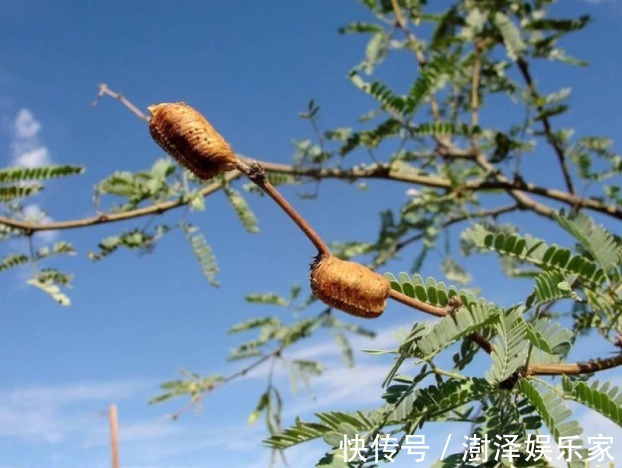 价值|俗称“拦狗尿”，若在桑树上见到赶紧拿回家，如今价值不菲