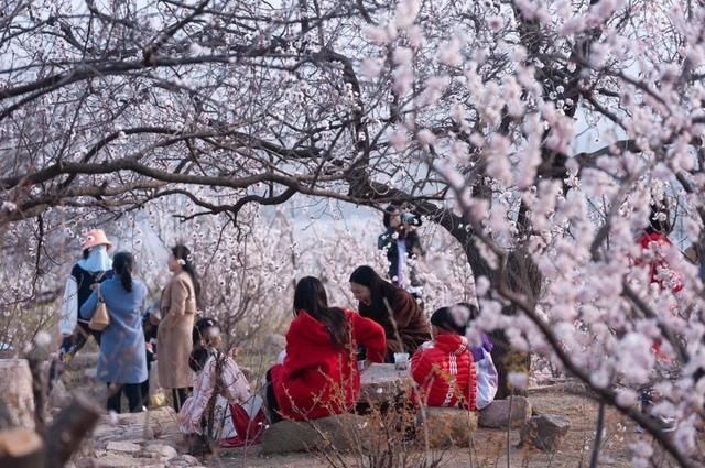 杏花|背靠五莲山！久负赏花盛名，今日一见确实惊叹