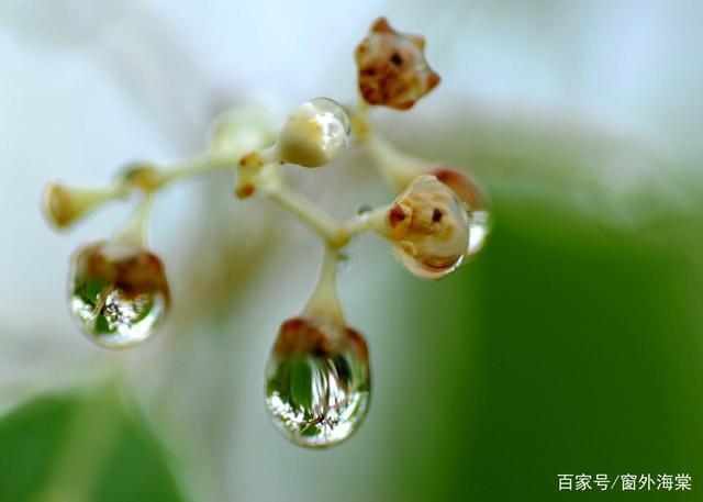 浅思#佳心无惧寒澈骨,浅思深汲待红梅