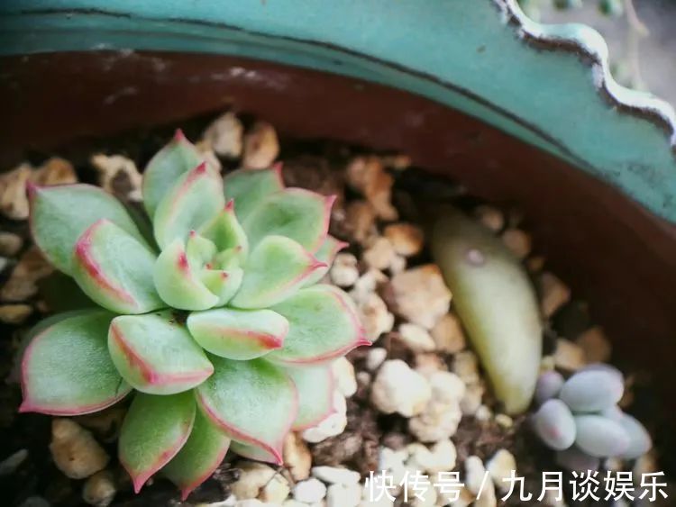 佛系养肉人生活明朗，多肉可爱，唯适者生存！