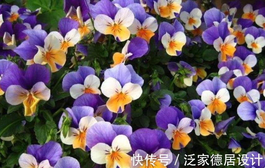 花卉|盘点8款耐寒的花草,零下20度照样生机勃勃,绽放满园冬色