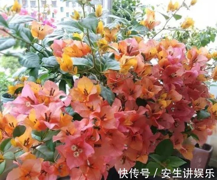 3种花自带“财运”，养家里一盆，财源广进，旺运一整年