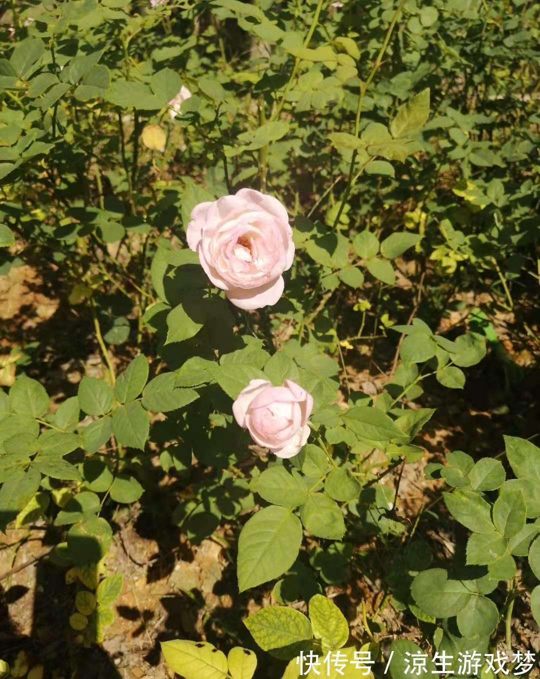 公认难养的10种“漂亮花”，没有几年养花经验，建议别买回家