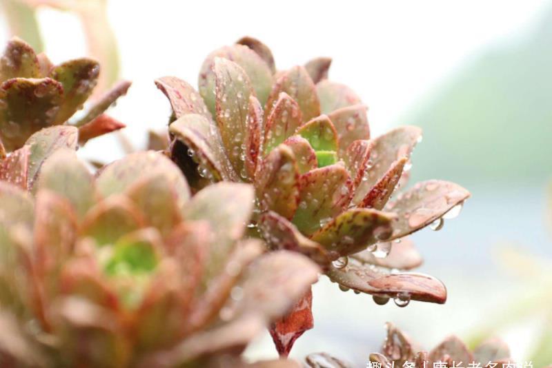 法师|喜欢带深色条纹的法师系多肉？我只知道这些品种，你还能补充吗？