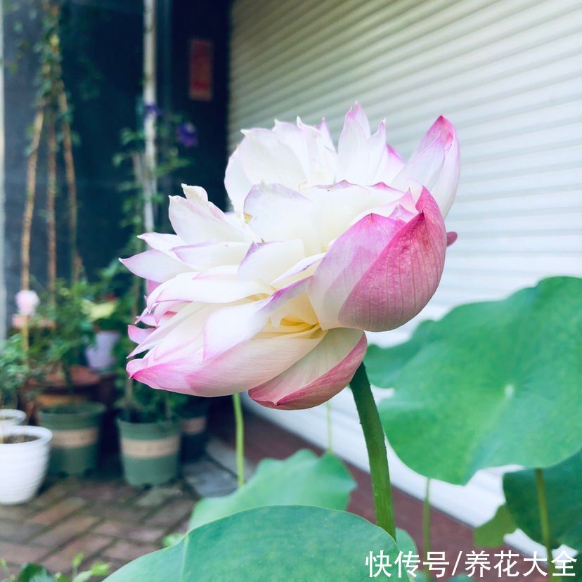 4种花一旦入了品种坑，钱包一天比一天薄，根本出不了坑