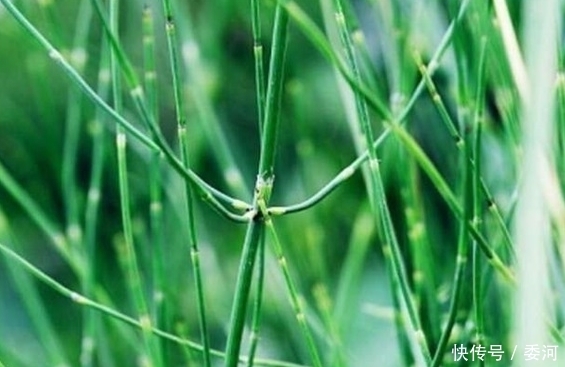 斌哥|農(nóng)村有一種野草，雖說沒有葉子，但它的價(jià)格是很珍貴的