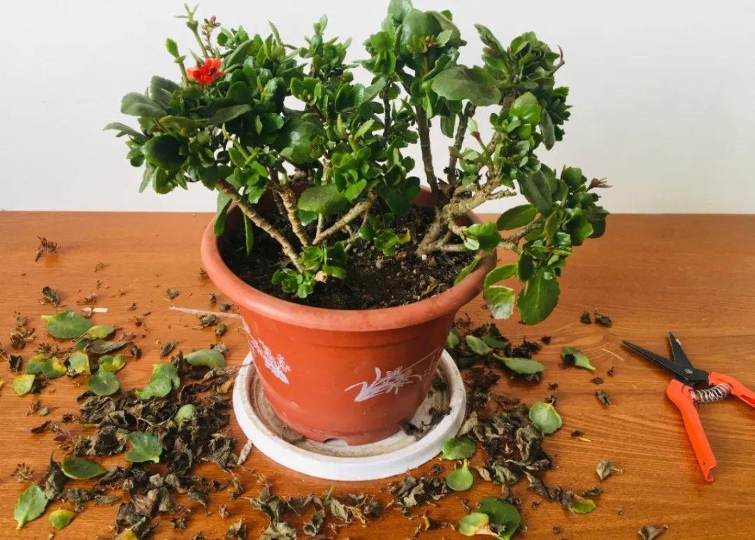 家里有这7种花，少浇水、不能晒，天热要休眠！