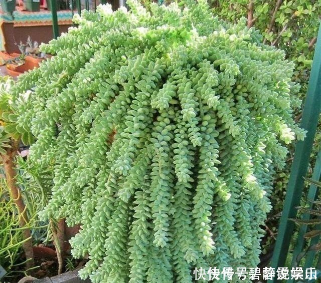 张大妈家的“多肉”又爆盆了,给看得“眼红”了