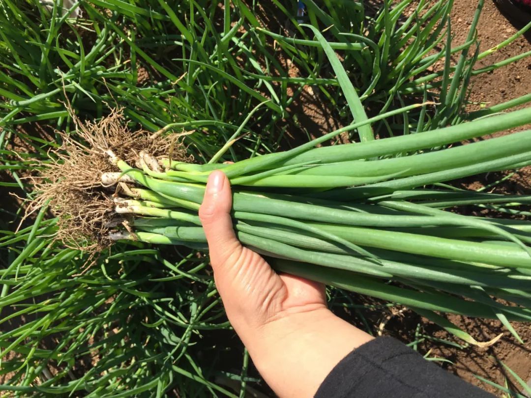 洋葱|为何老中医说,大葱能少吃就少吃,或者最好别吃?有何健康讲究?