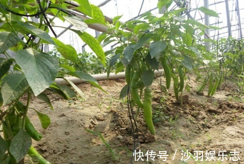 想要尖椒高产量必学尖椒的种植要点,后期管理也是关键