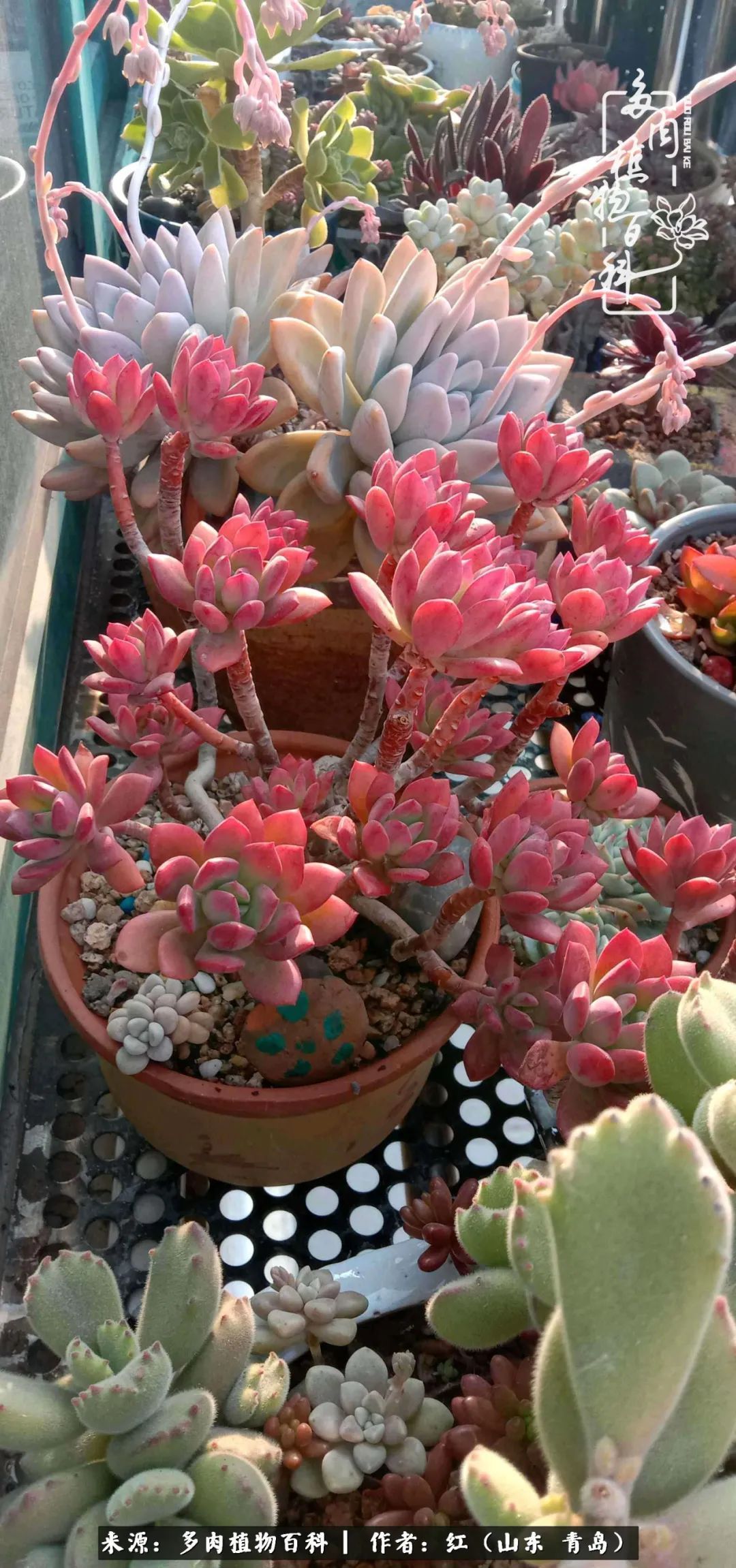 多肉度个夏，回到解放前！曾经有多美，现在就有多丑！