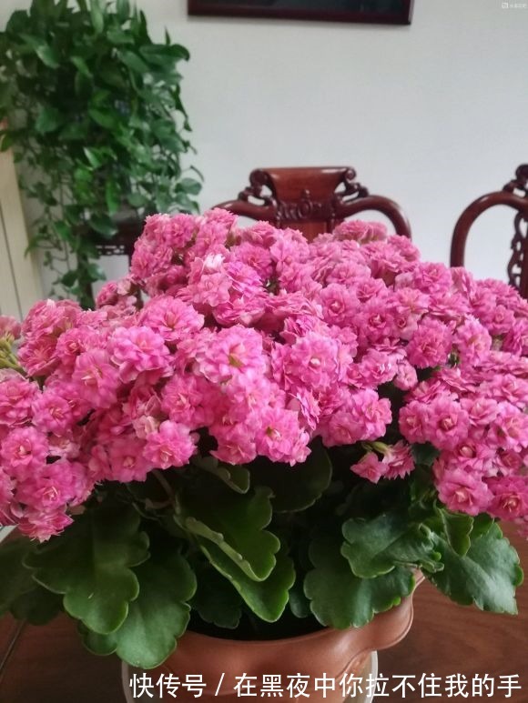 秋天到长寿花“撒欢长”,教你3个窍门,摁住枝条,长花苞