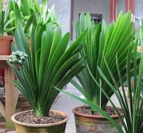  技巧|君子兰施肥技巧，用点这肥水，轻轻松松养好君子兰