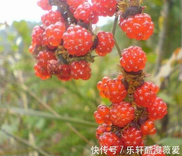 棠梨子|在農村很常見的8種野果，在農村長大的你，都吃過嗎