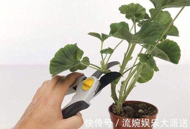 肥沃|养天竺葵，高温后别忘“修剪换盆”，新芽蹭蹭长，叶茂盛，花满枝