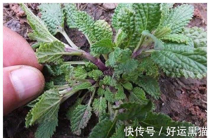 食疗方|冬季咳嗽痰多，莫慌？常用此物泡水喝，止咳润肺，胜过止咳药