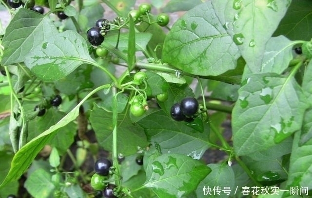 价值|1种长在路边的“杂草”,叶可吃、果可吃全身是宝,价值珍贵