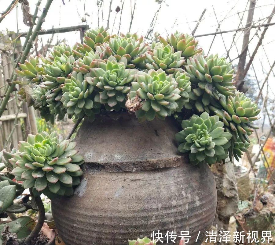 多肉|多肉就得懒人养,水越少越不管,呼呼爆出一大盆!