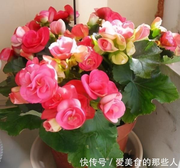 觉得家中不温馨太冷清，建议你种养此花卉，花期长，而且四季常绿