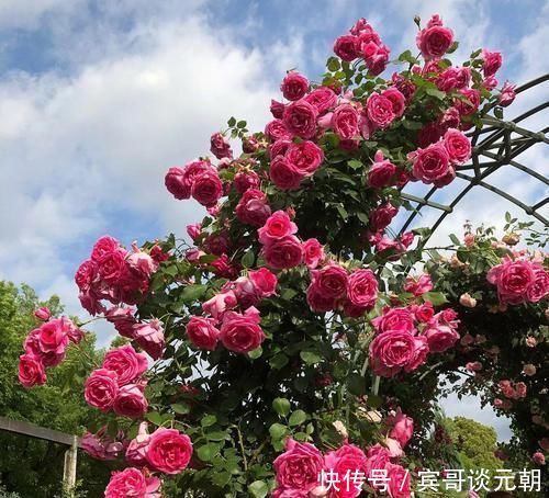 7个绝美花园,个个美炸了天,等有钱了我也要建一个