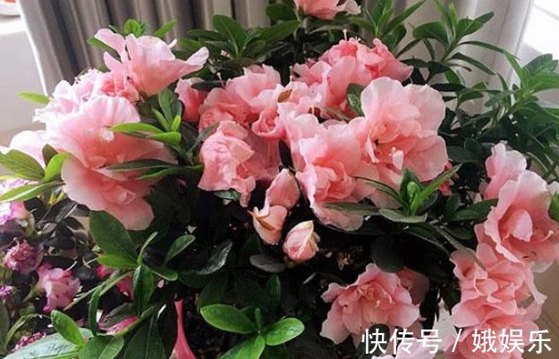 酸性|养杜鹃、茶花,不长新叶不开花,学会1招,年年开花,花开满盆!