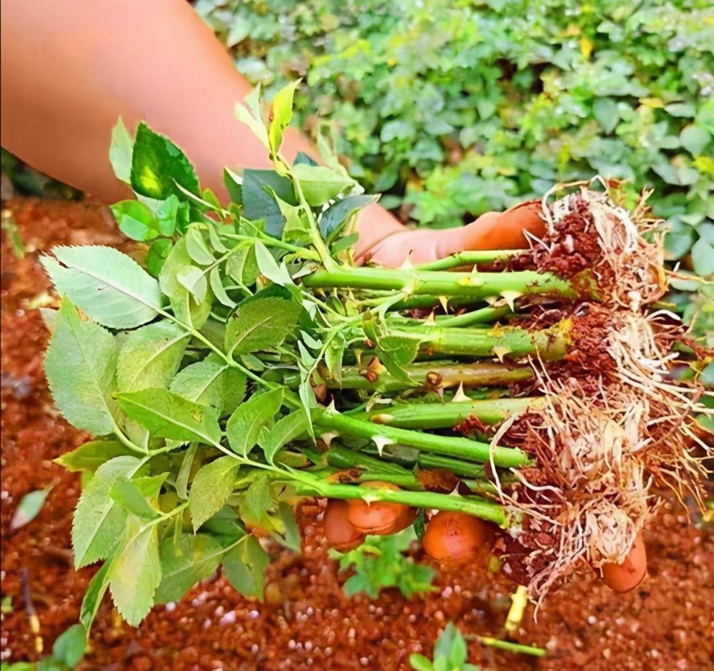 月季花|秋天扦插“4种花”，易生根，爱生长
