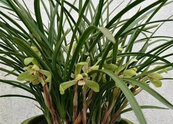 洒水|养兰花一年365天不偷懒,天天有花开,开到你不想要