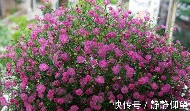 海棠花姿|4种花好养易活，旺财又养人，花朵迷人，阵阵花香，花朵大！