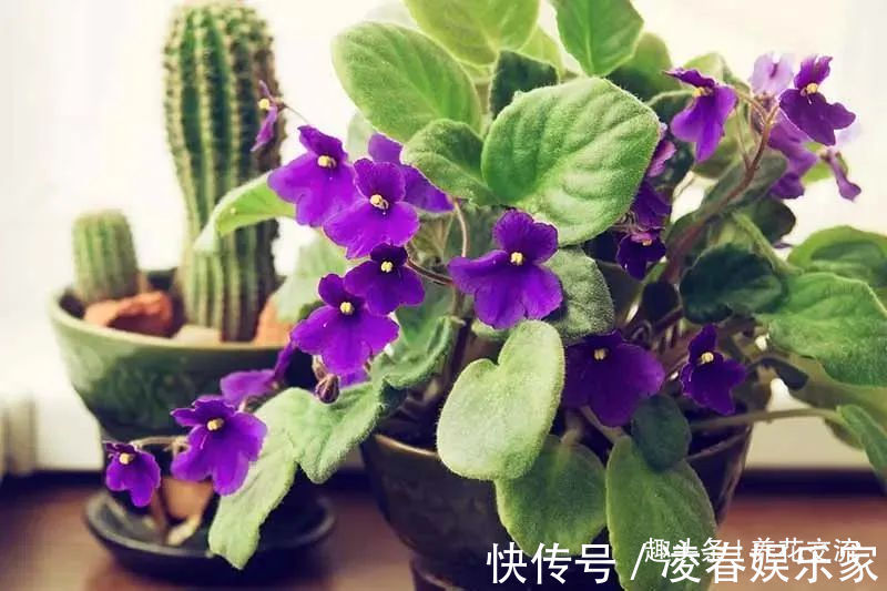 一年四季可以养在室内的开花植物和观叶植物,附新手养护教程