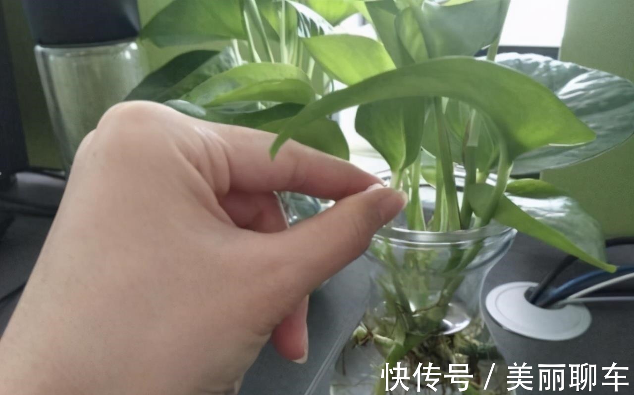 一毛钱的小东西,碾碎了浇花长势壮,扦插生根快,开花一倍