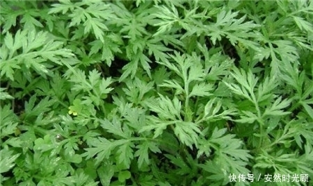 老太|女性不想老太快,多吃点此物,补气血,淡化皱纹,子宫越来越干净