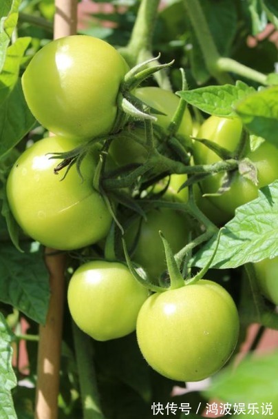 番茄|世界上最毒的四种蔬菜,个个伤肝,你却经常端上桌!