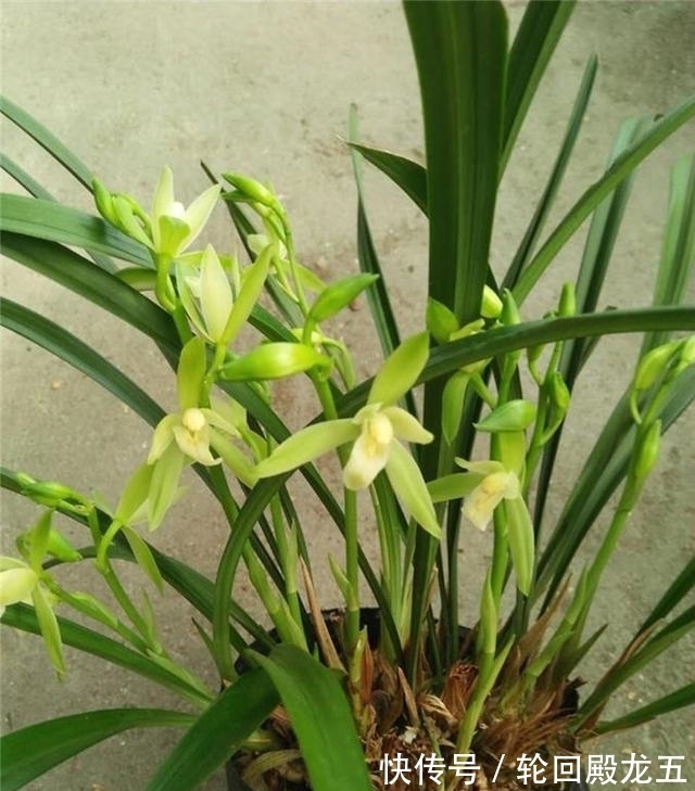 这2款兰花,是无法超越的“经典”,价格便宜,但是性价比却很高