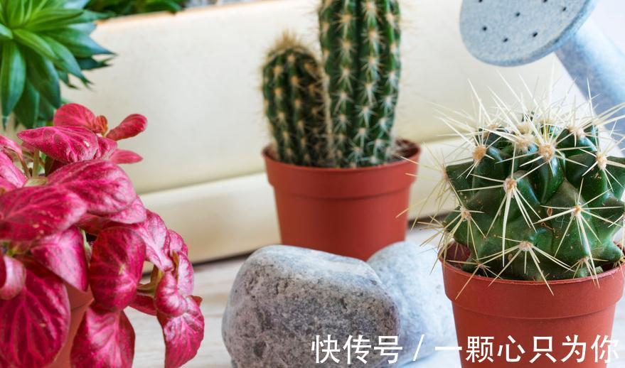 养花干货第六期,8个坏习惯会让你成为花卉杀手,你占几个