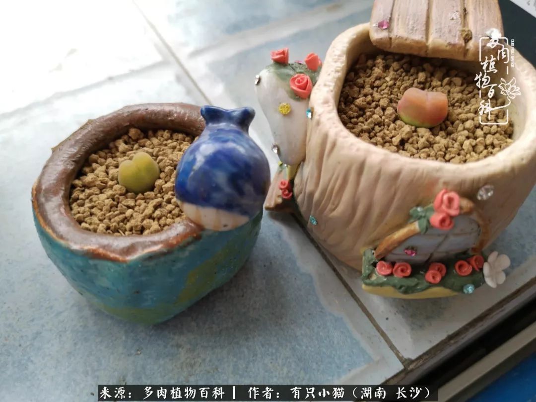 经历一个夏天的摧残,方知皮实好养的多肉才是真爱!