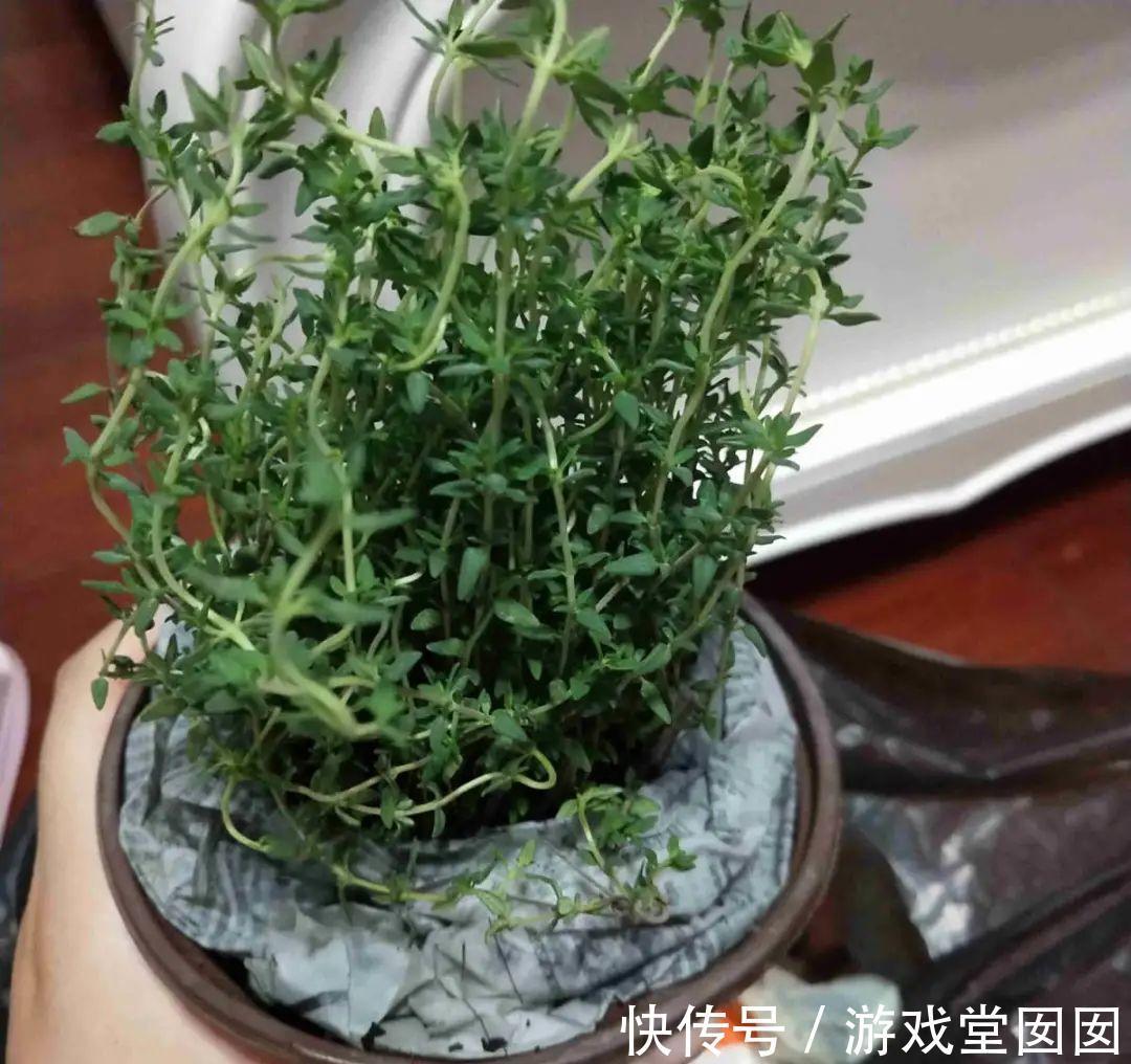 6种香草盆栽,掐个叶子就能吃,味道清香四溢!