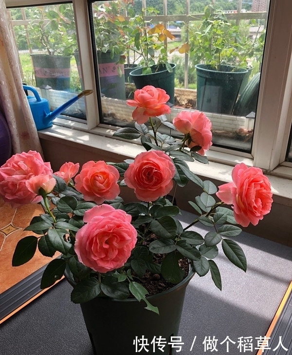 诺娃阳台,盆栽绿植“新宠”,花又美又香,四季开不停,值得拥有