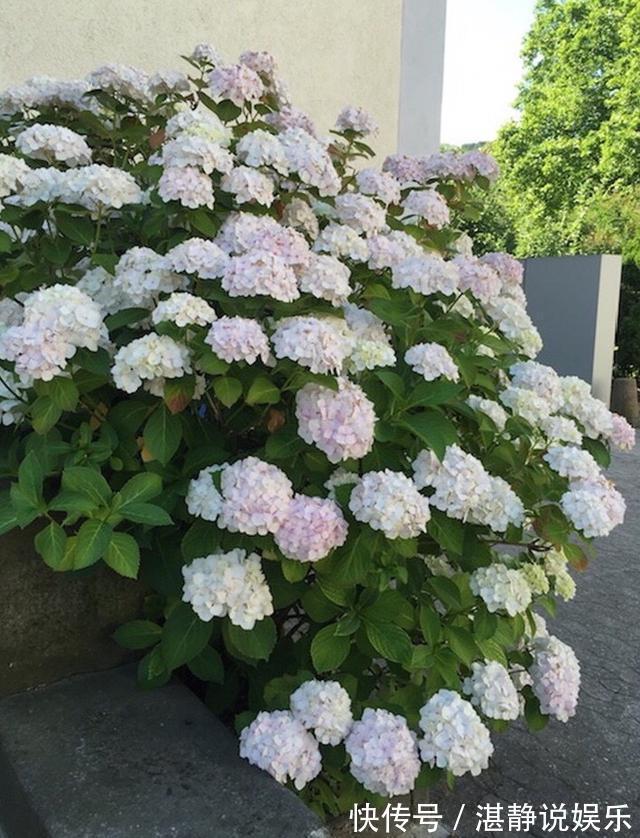 秋天|秋天就扦插“绣球花”,遇土就生根,阳台放不下,春天开成花园