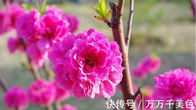 栽培|从8月17日开始,家养此款花卉,花姿卓越,栽培容易,幽香暗淡