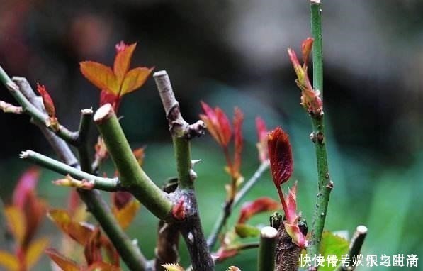 冠幅|想让月季冠幅快速变大，只要舍得，做好2点就行！