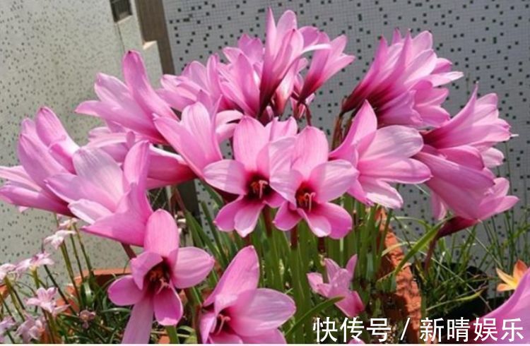 养花|养花就养3种花,花色娇艳很耐看,四季开花迷你眼,谁养谁上瘾