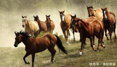 养猪|古人为何分槽喂马,同槽养猪?既是帝王术智慧,也是现代职场经验