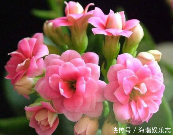 腐叶土|长寿花做好关键这点，安全度夏，天一凉快就开花不断，轻松爆满盆