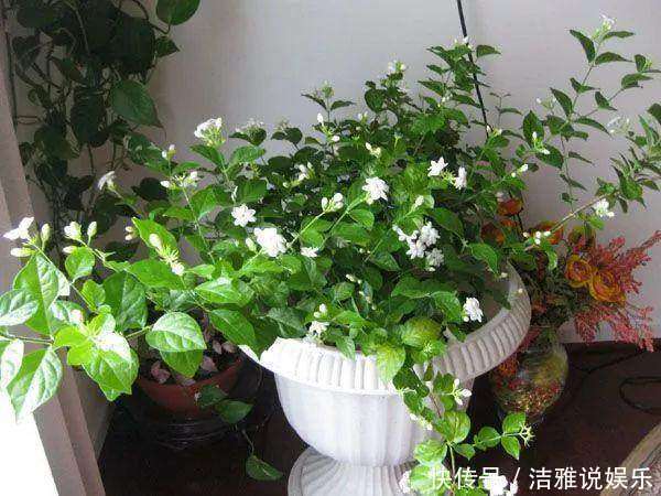 花卉|这3种“垃圾”别扔，丢在花盆里，花卉跟“打鸡血”一样蹭蹭长