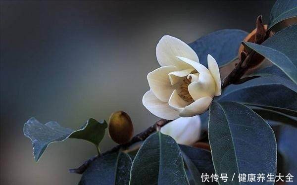 偶一|人称“天下第一香”!家里养一盆,芳香四溢精神好!